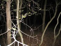 Chicago Ghost Hunters Group investigates Robinson Woods (238).JPG